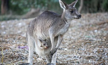 Mamalia Kanguru Hewan Yang Memiliki Kantung Untuk Anak