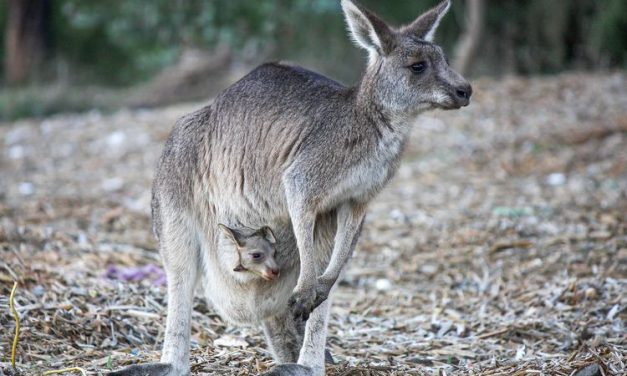 Mamalia Kanguru Hewan Yang Memiliki Kantung Untuk Anak