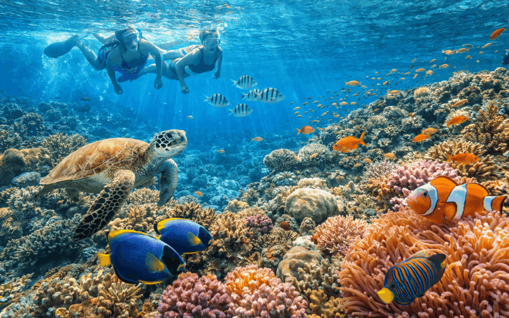 Penampakan Bawah Laut Dengan Kegiatan Olahraga Snorkeling