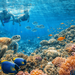 Penampakan Bawah Laut Dengan Kegiatan Olahraga Snorkeling
