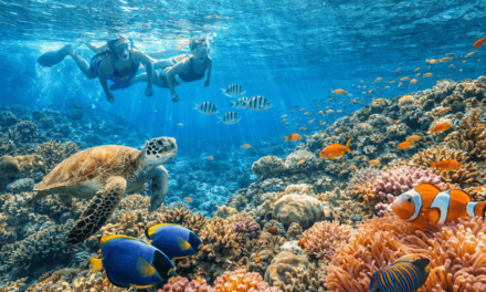 Penampakan Bawah Laut Dengan Kegiatan Olahraga Snorkeling
