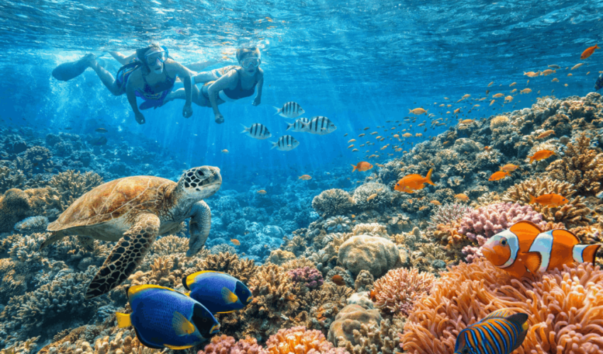Penampakan Bawah Laut Dengan Kegiatan Olahraga Snorkeling