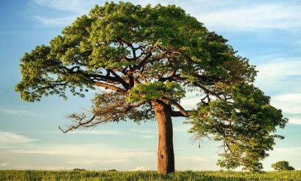 Tumbuhan Kayu Atau Pohon Dengan Segala Manfaat